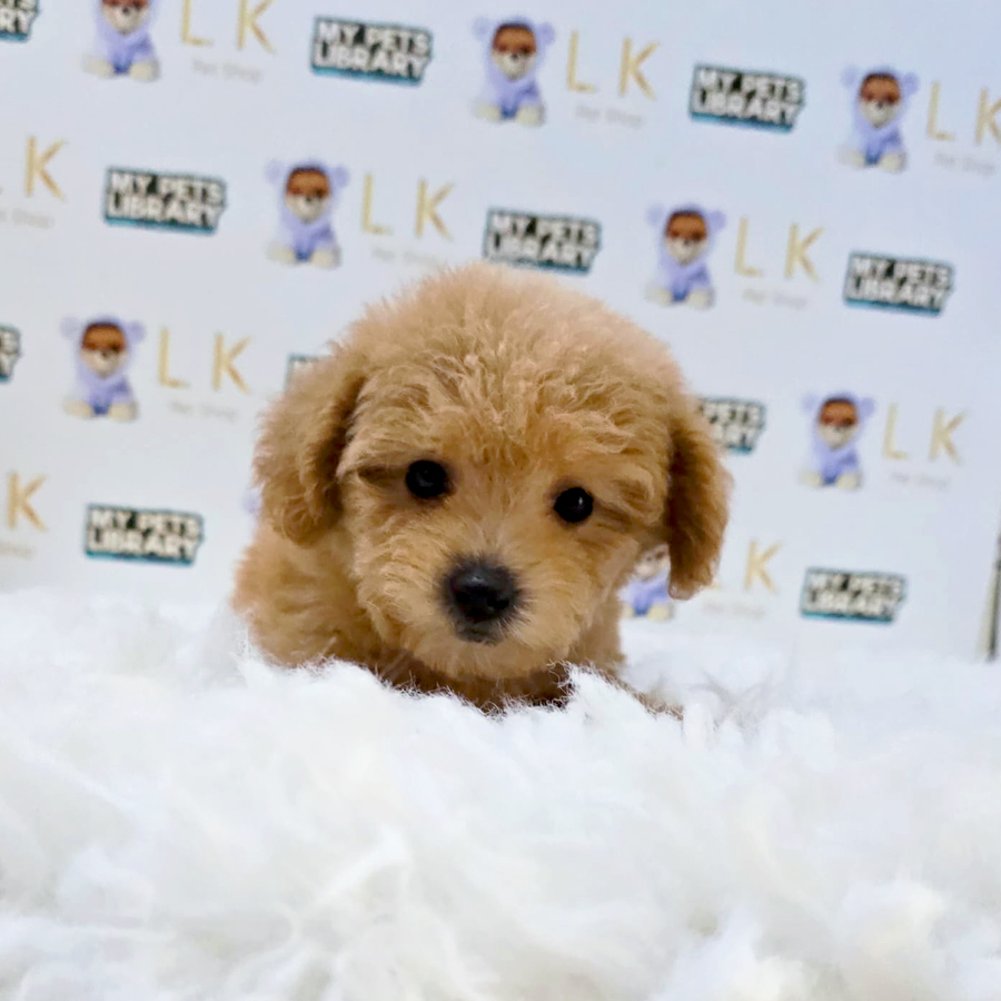 Tiny Poodle Puppy (Female) For Sale