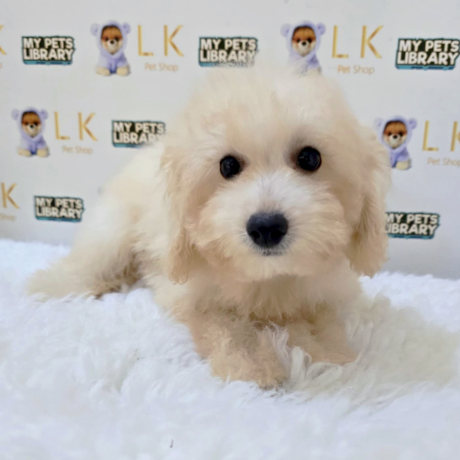 Maltipoo Puppy (Female) For Sale