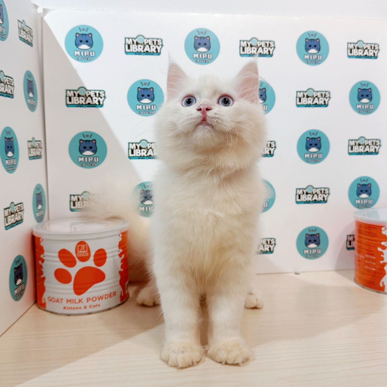 Mainecoon Persian Kitten (Male) For Sale