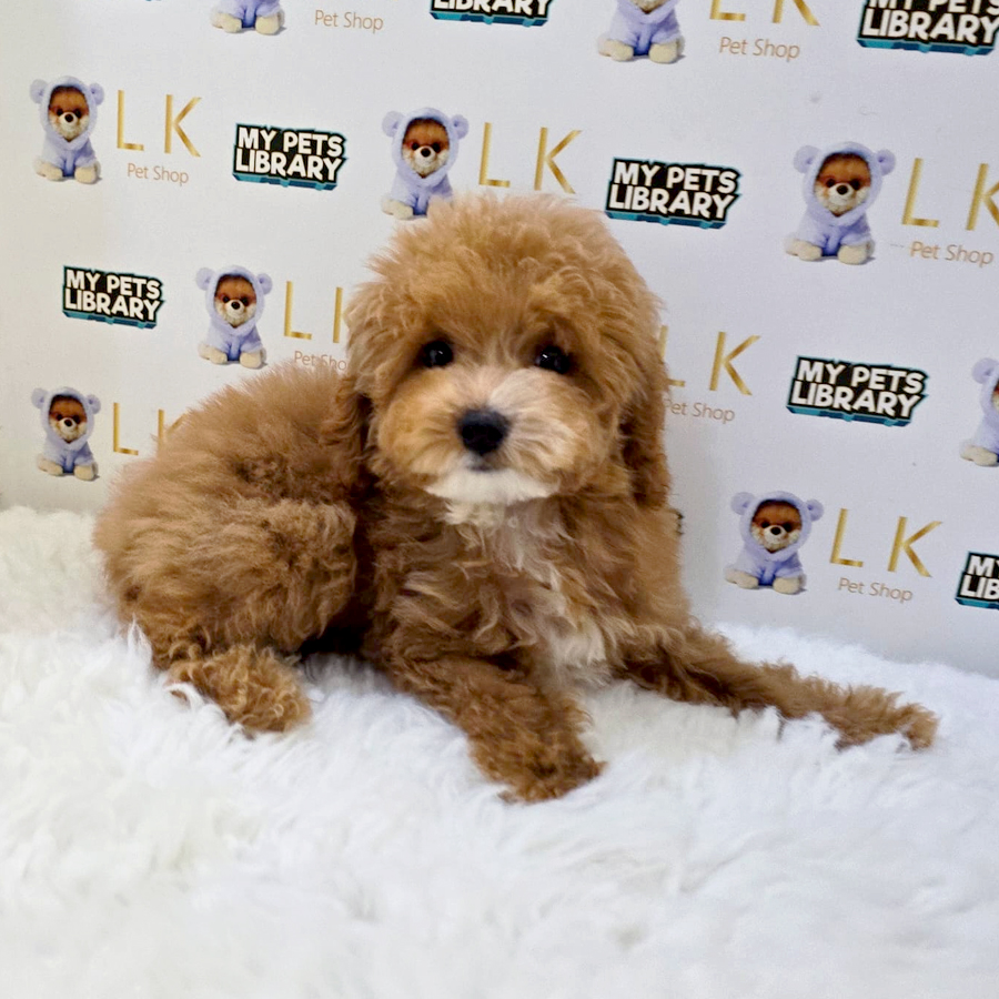 Maltipoo Puppy (Female) For Sale