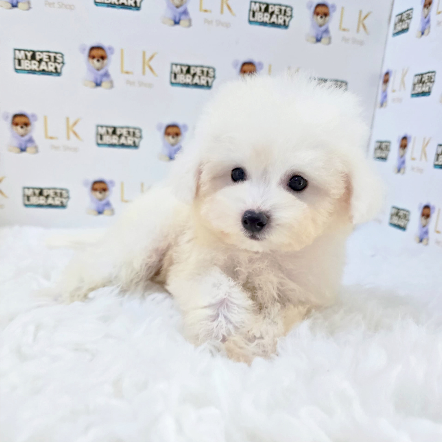 Mini Bichon Frise Puppy (Male) For Sale