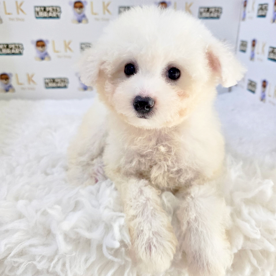 Bichon Frise Puppy (Female) For Sale