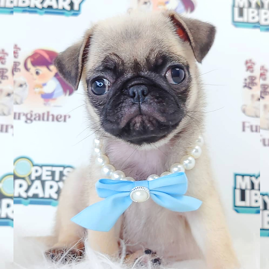 Pug Puppy (Female) For Sale