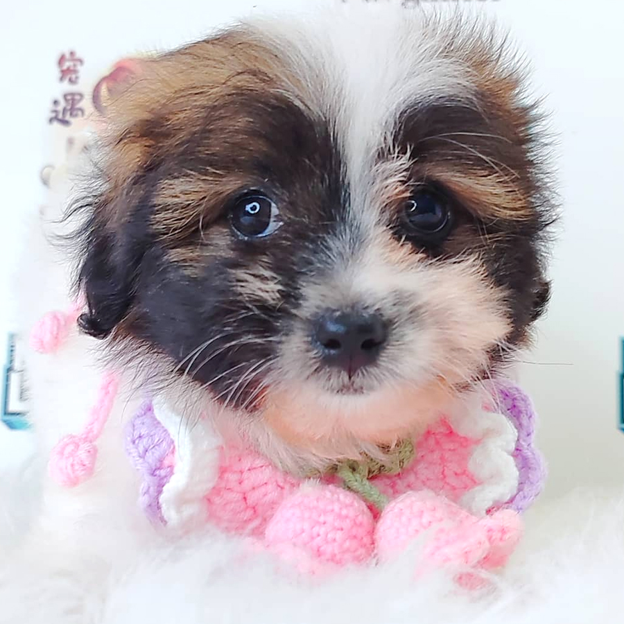 Malshipoo Puppy (Male) For Sale