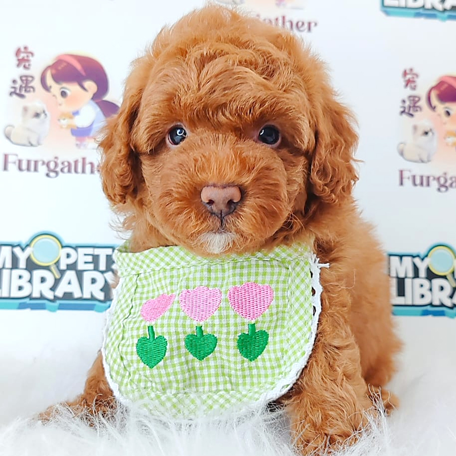 Tiny Toy Poodle Puppy (Female) For Sale