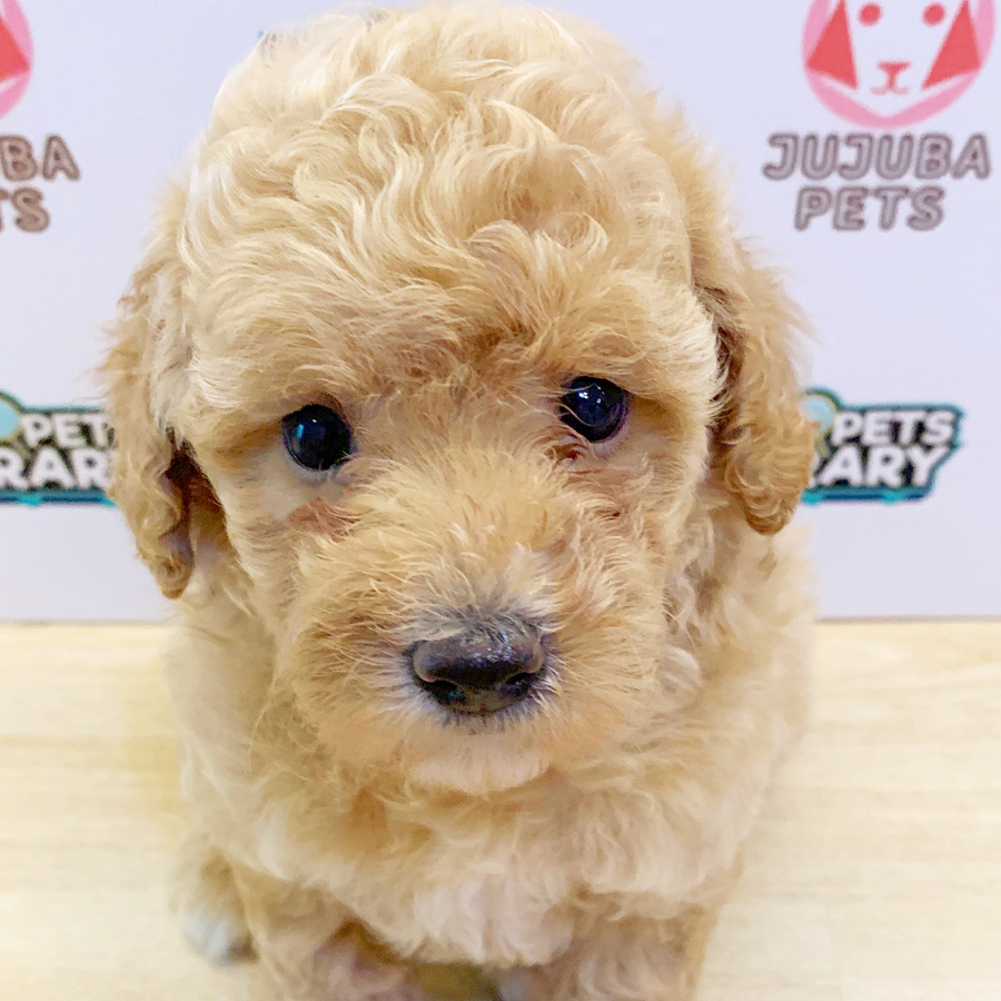 Toy Poodle Puppy (Female) For Sale