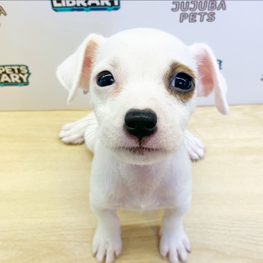 Jack Russell Puppy (Female) For Sale