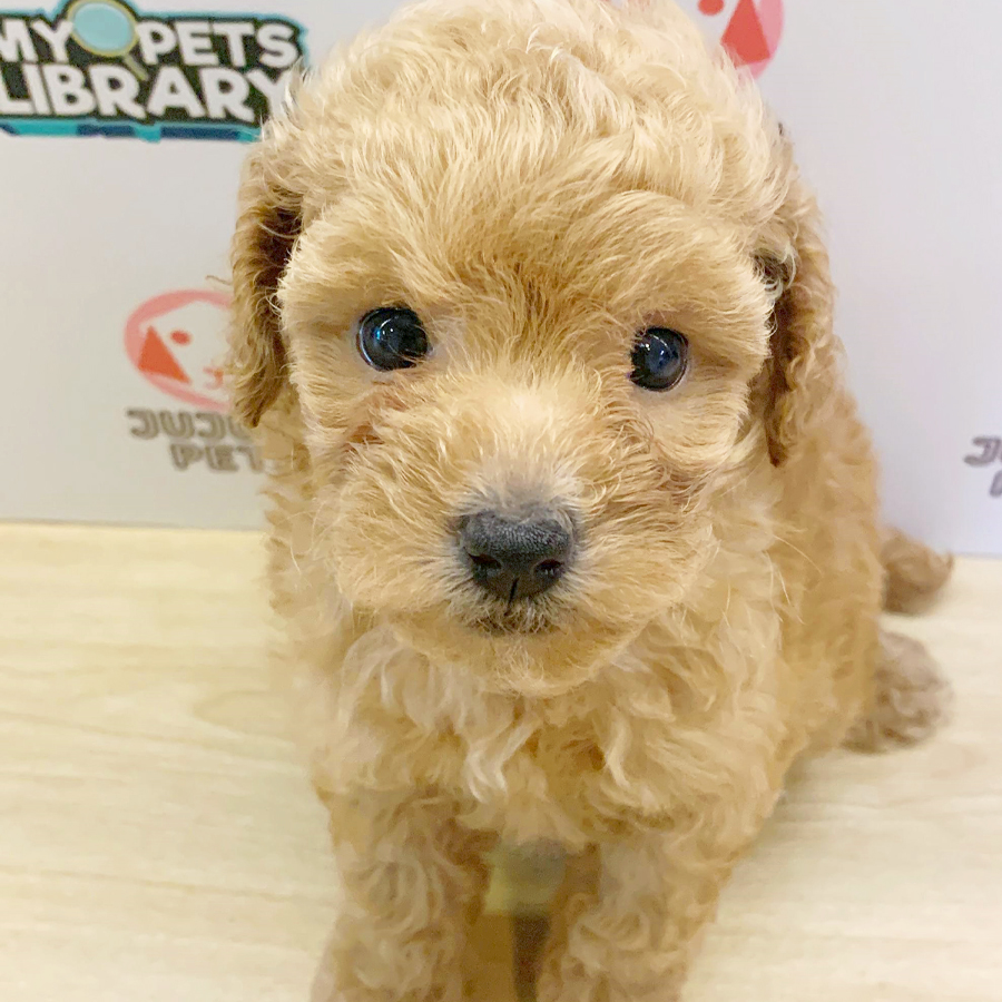 Toy Poodle Puppy (Female) For Sale