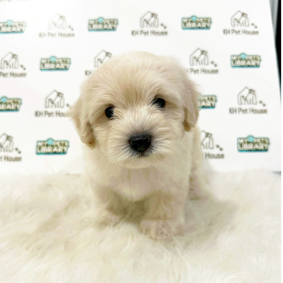 Maltipoo Puppy (Female) For Sale