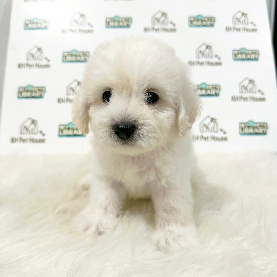Maltipoo Puppy (Male) For Sale