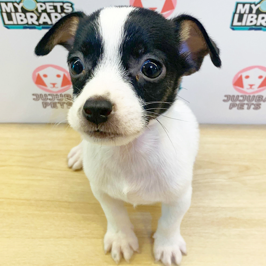Jack Russell Puppy (Male) For Sale