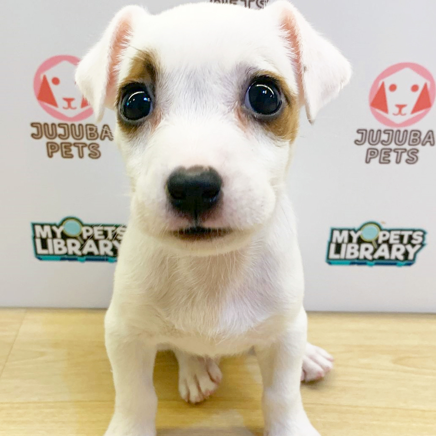 Jack Russell Puppy (Male) For Sale