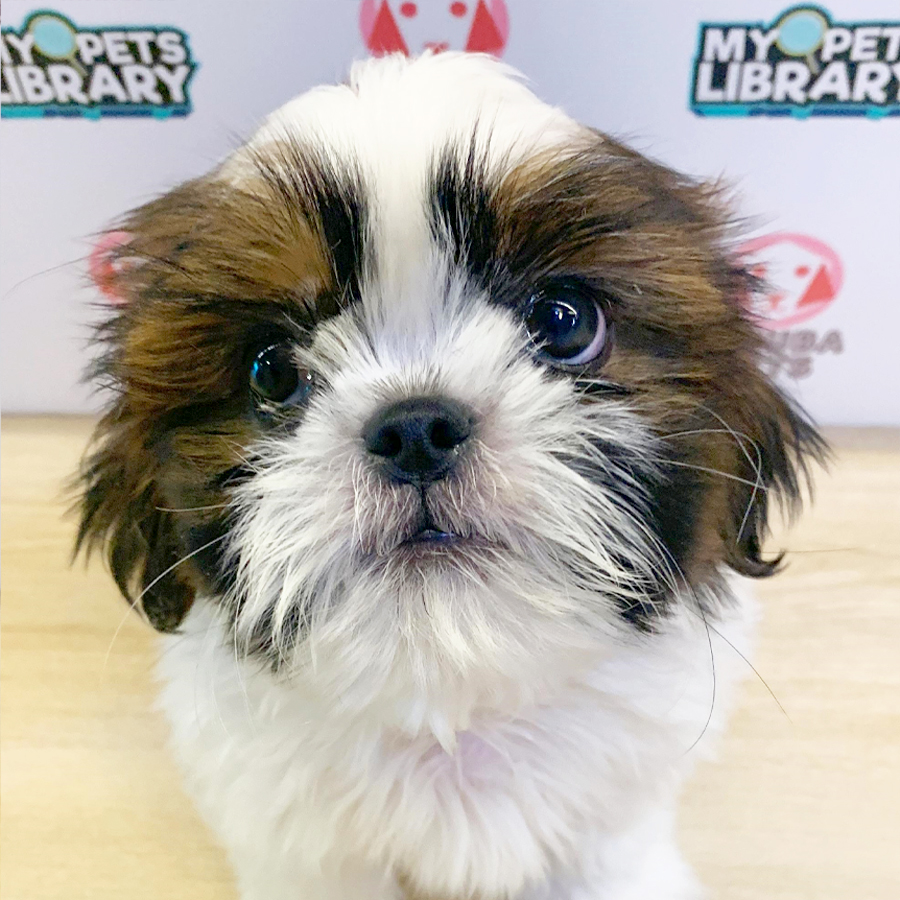 Shih Tzu Puppy (Male) For Sale