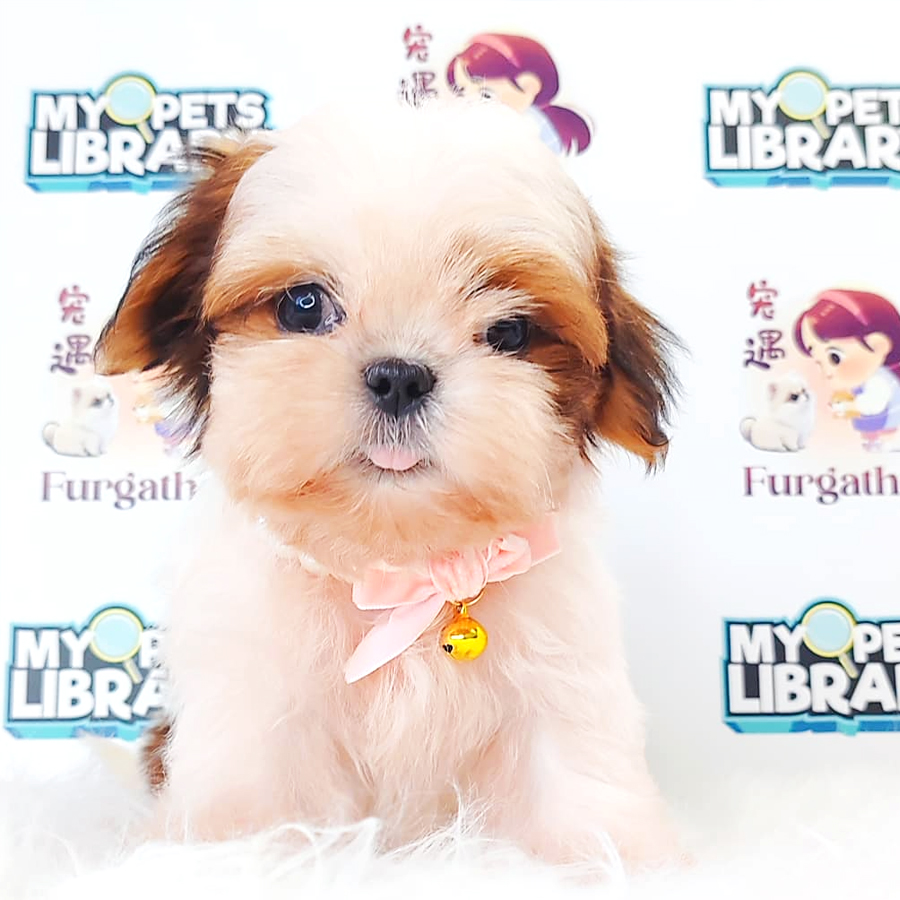 Shih Tzu Puppy (Male) For Sale