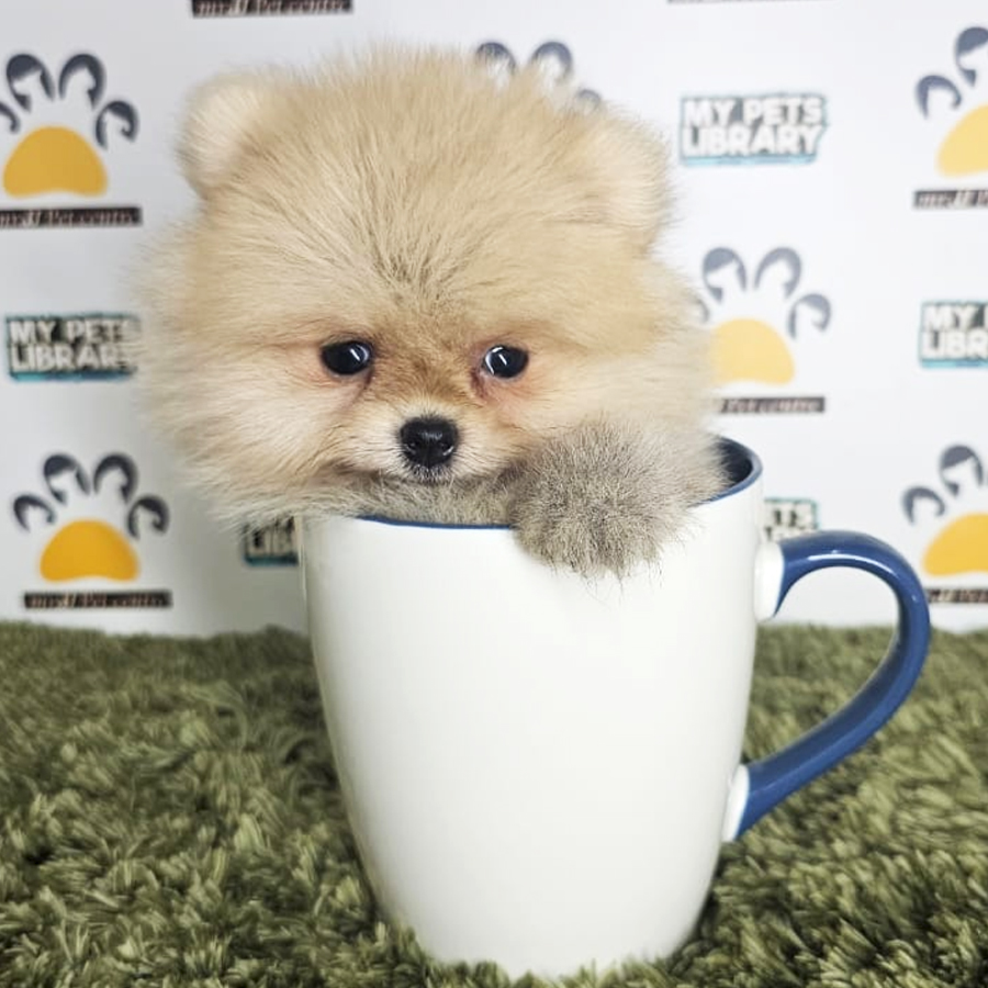 Teacup Pomeranian Puppy (Male) For Sale