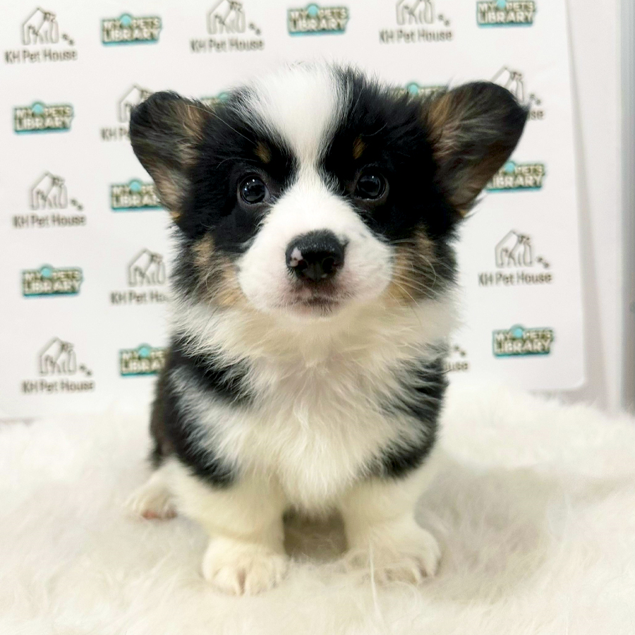 Welsh Corgi Puppy (Male) For Sale