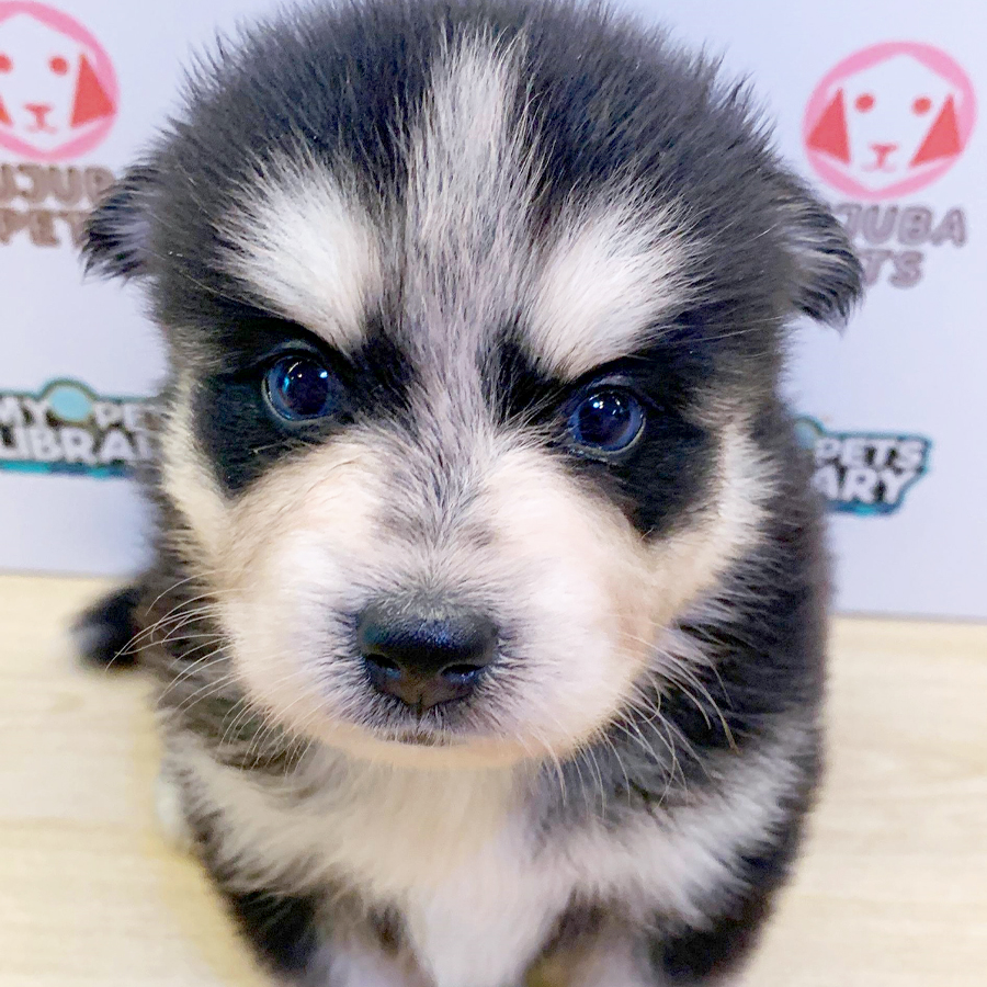 Pomsky Puppy (Female) For Sale