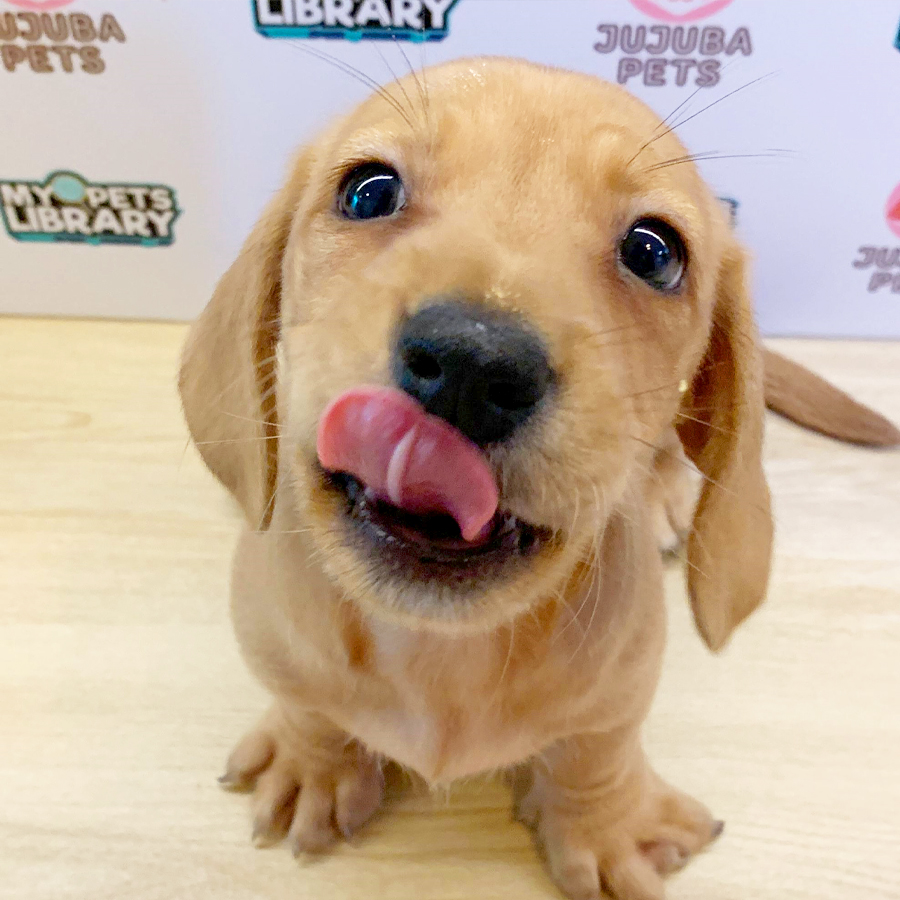 Dachshund Puppy (Female) For Sale