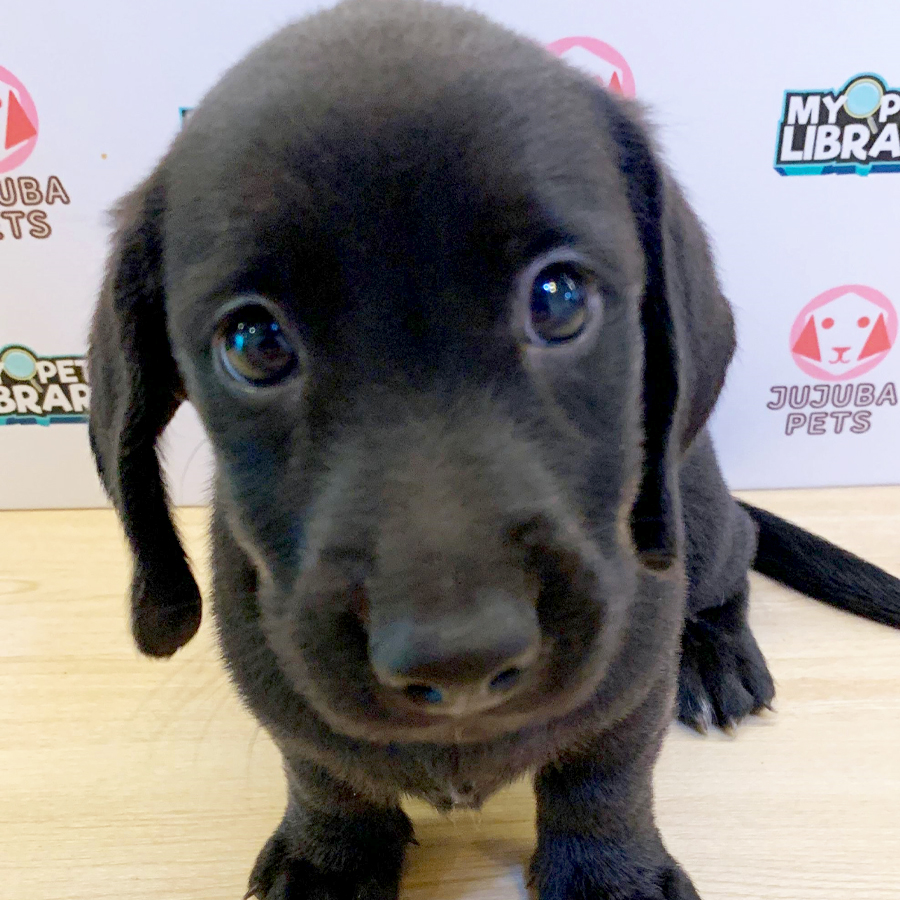 Dachshund Puppy (Female) For Sale
