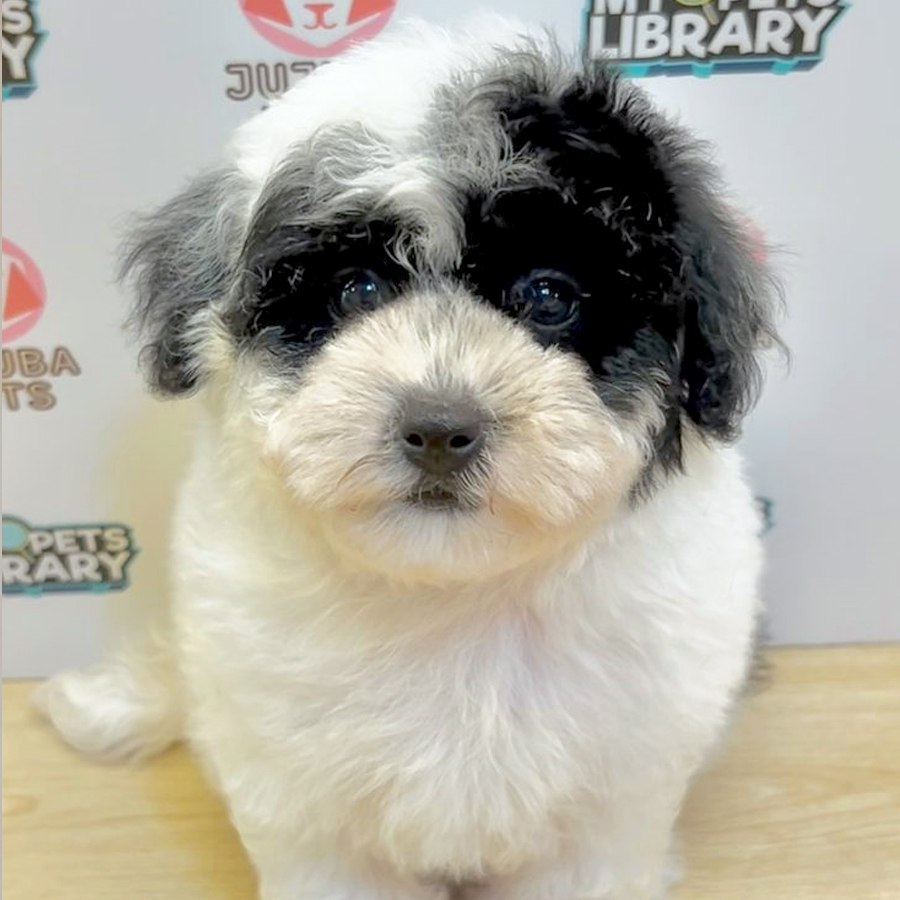 Poochon Puppy (Female) For Sale