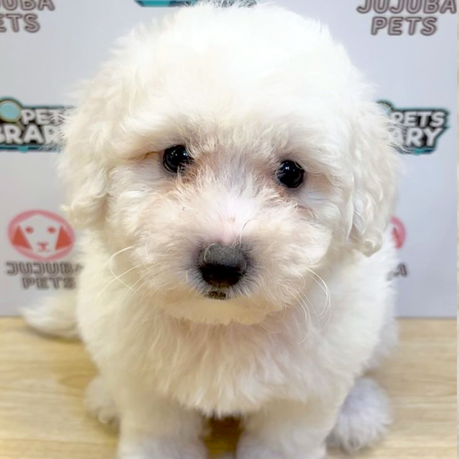 Poochon Puppy (Female) For Sale