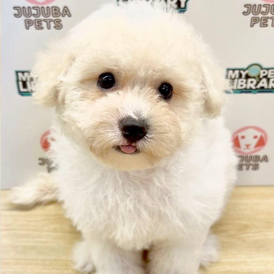 Poochon Puppy (Female) For Sale