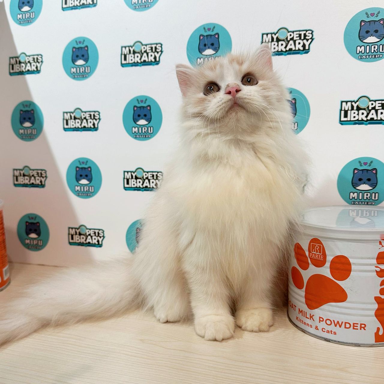 Scottish Persian Kitten (Male) For Sale