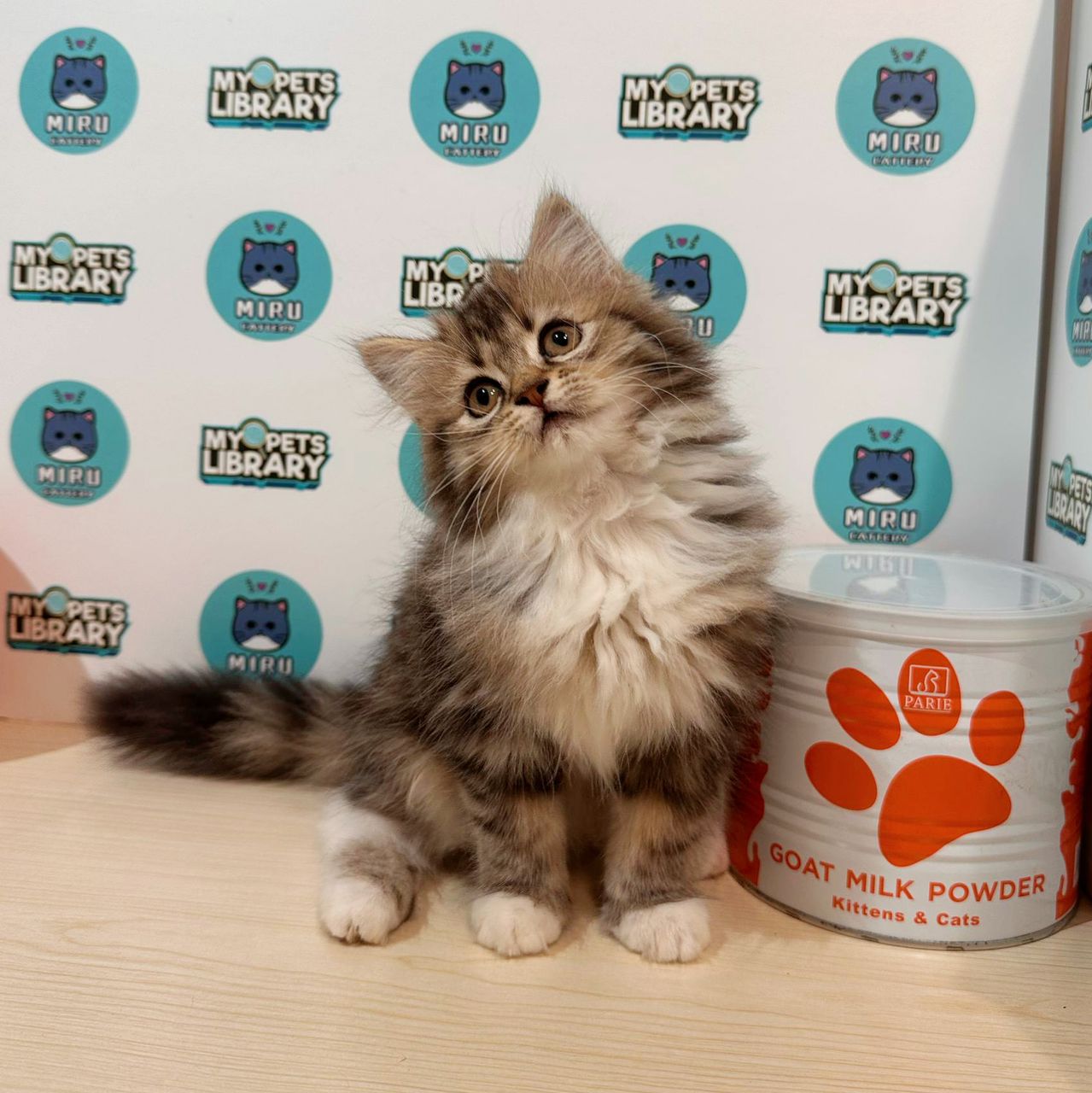Minuet Napoleon Kitten (Female) For Sale