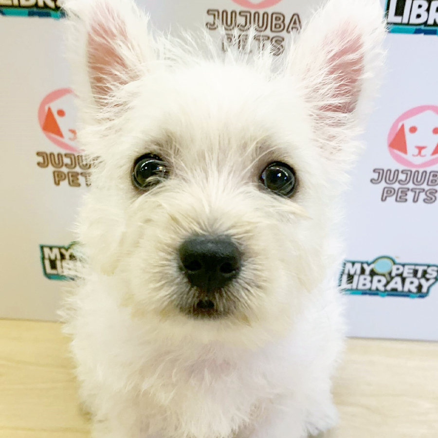 West Highland Terrier Puppy (Female) For Sale