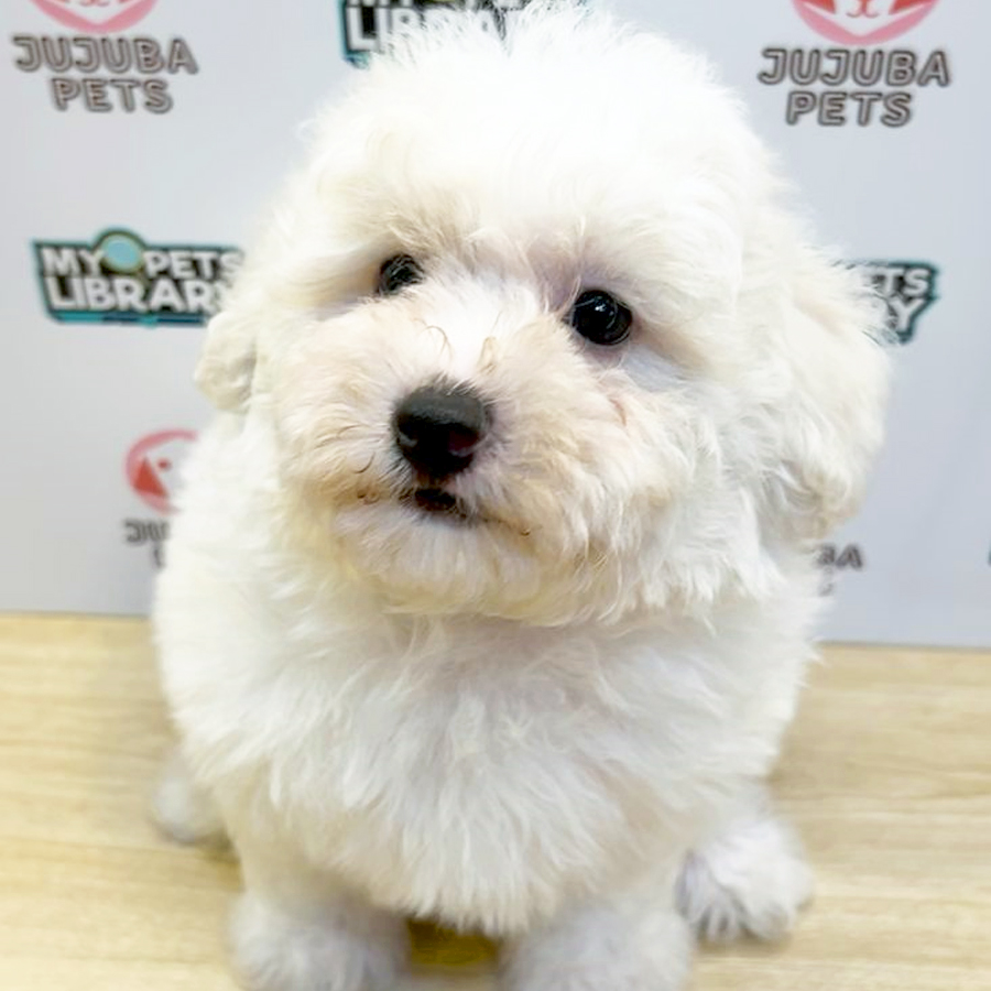 Poochon Puppy (Male) For Sale