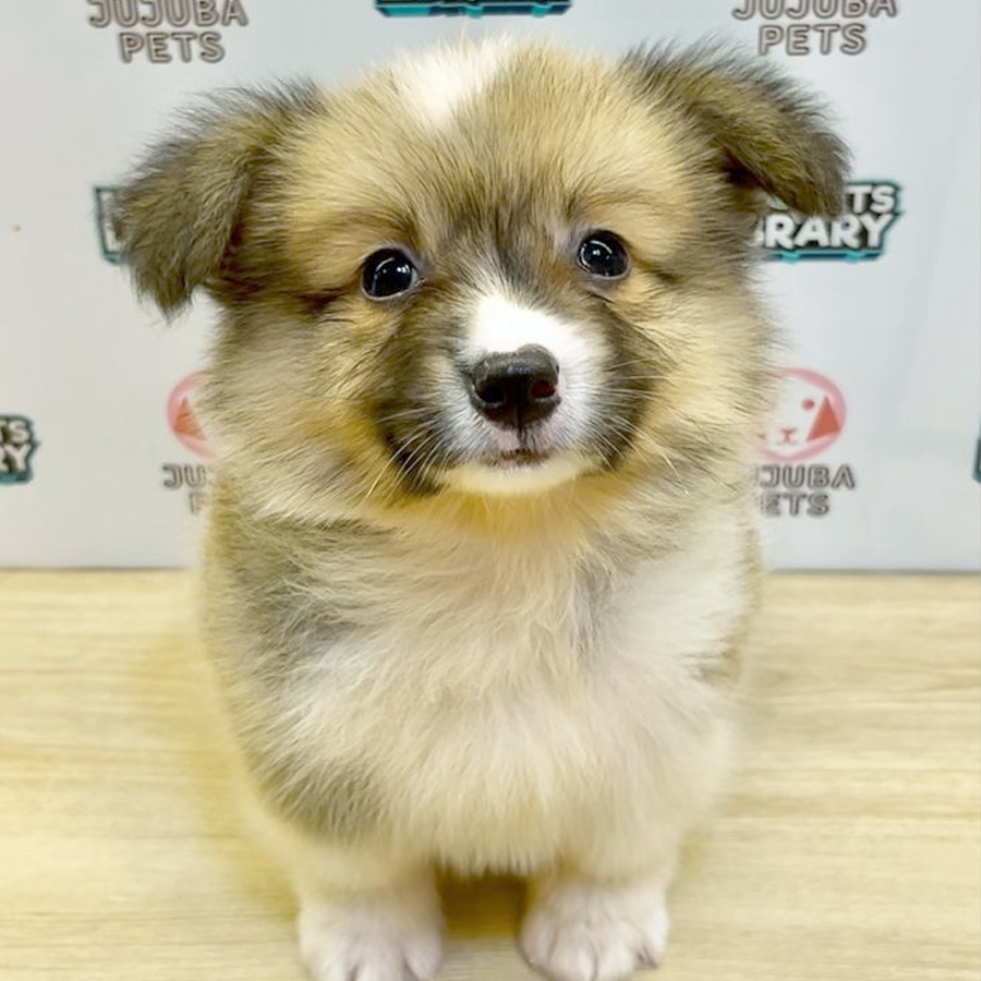 Long Coat Welsh Corgi Puppy (Male) For Sale