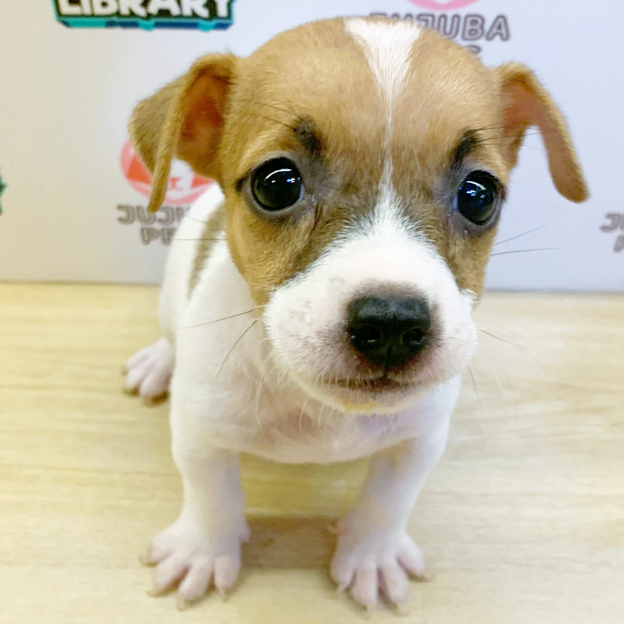 Jack Russell Puppy (Female) For Sale