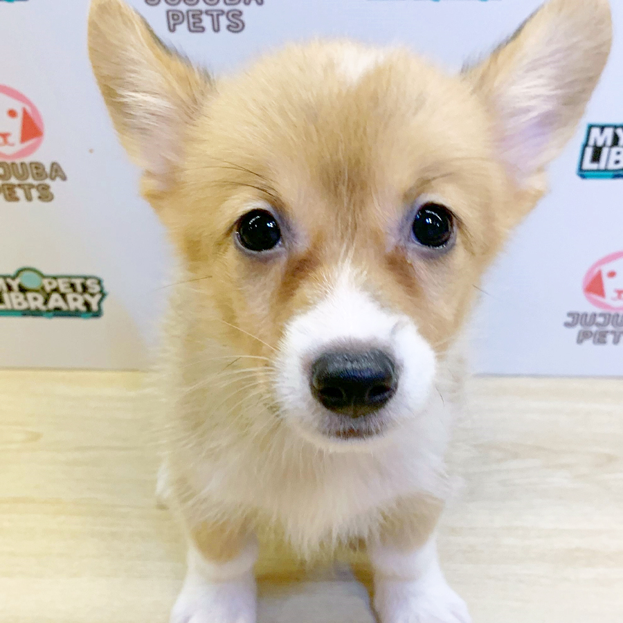Welsh Corgi Puppy (Male) For Sale