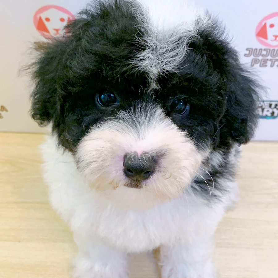 Poochon Puppy (Male) For Sale