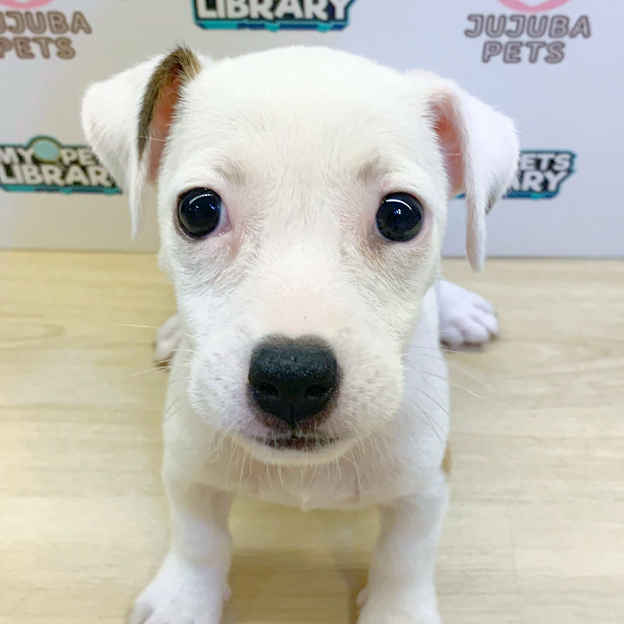 Jack Russell Puppy (Female) For Sale