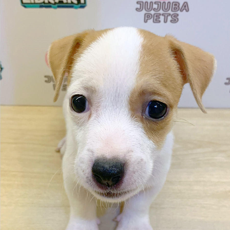 Jack Russell Puppy (Male) For Sale