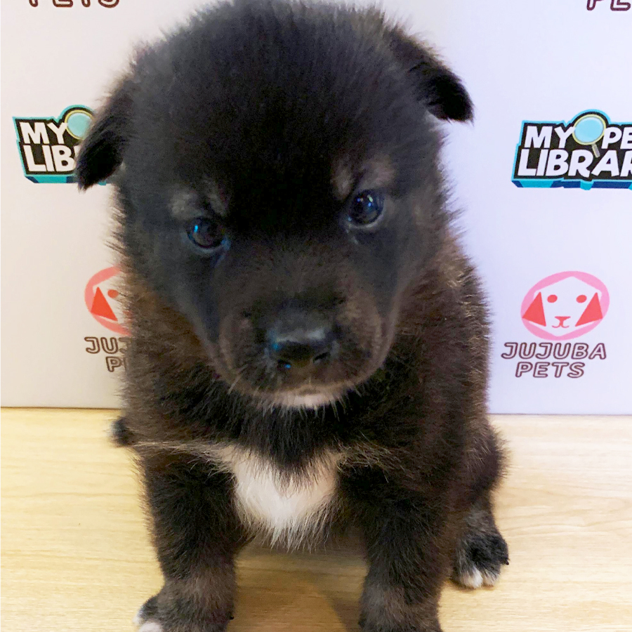 Pomsky Puppy (Male) For Sale