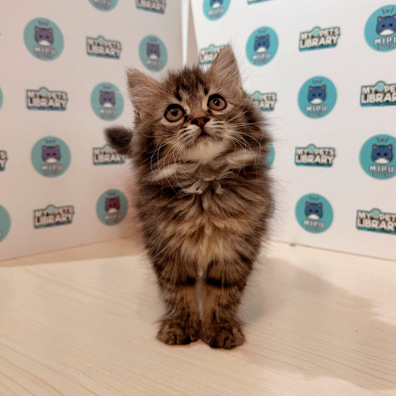 Minuet Napoleon Kitten (Male) For Sale