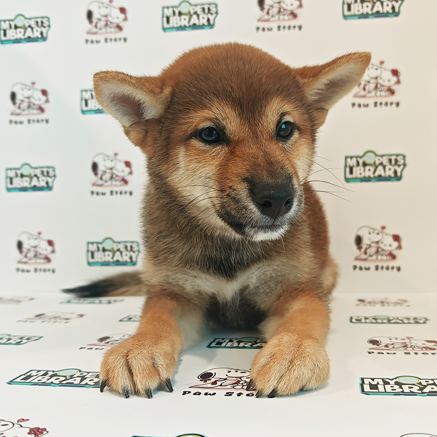 Shiba Inu Puppy (Female) For Sale