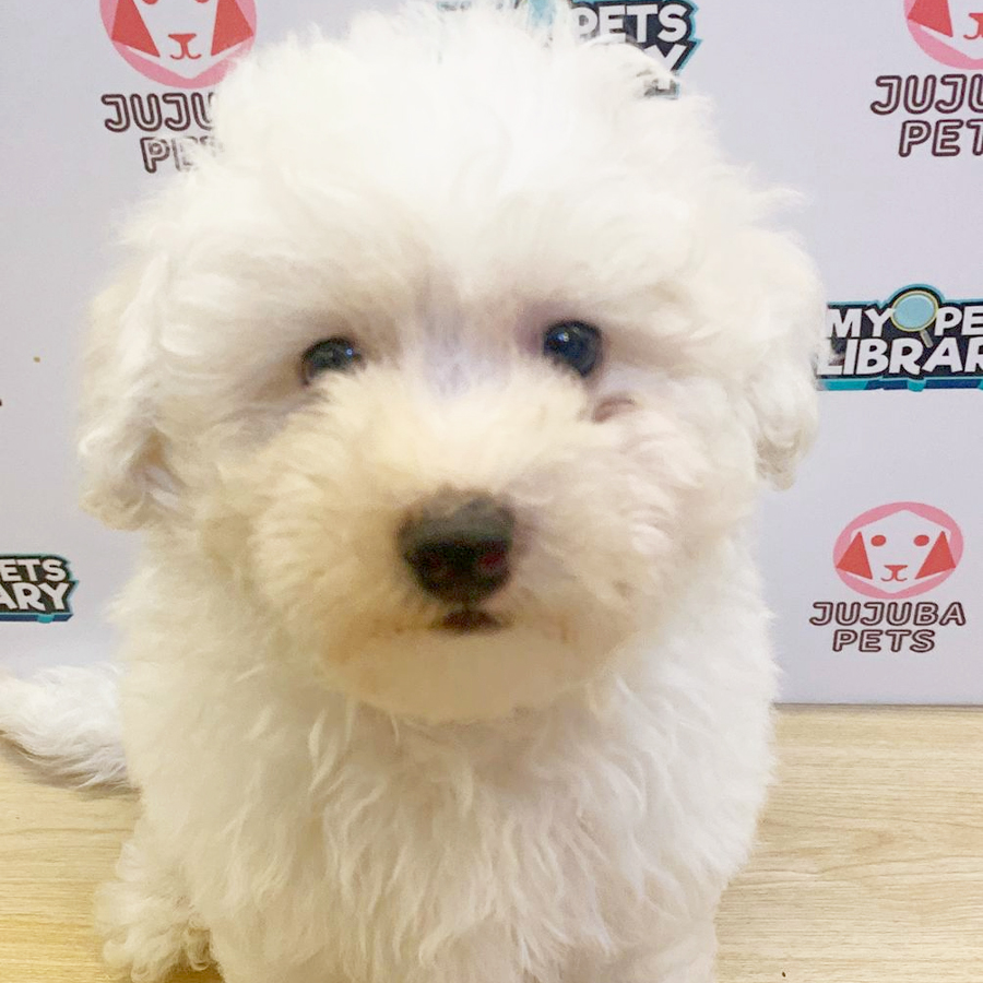 Poochon Puppy (Male) For Sale