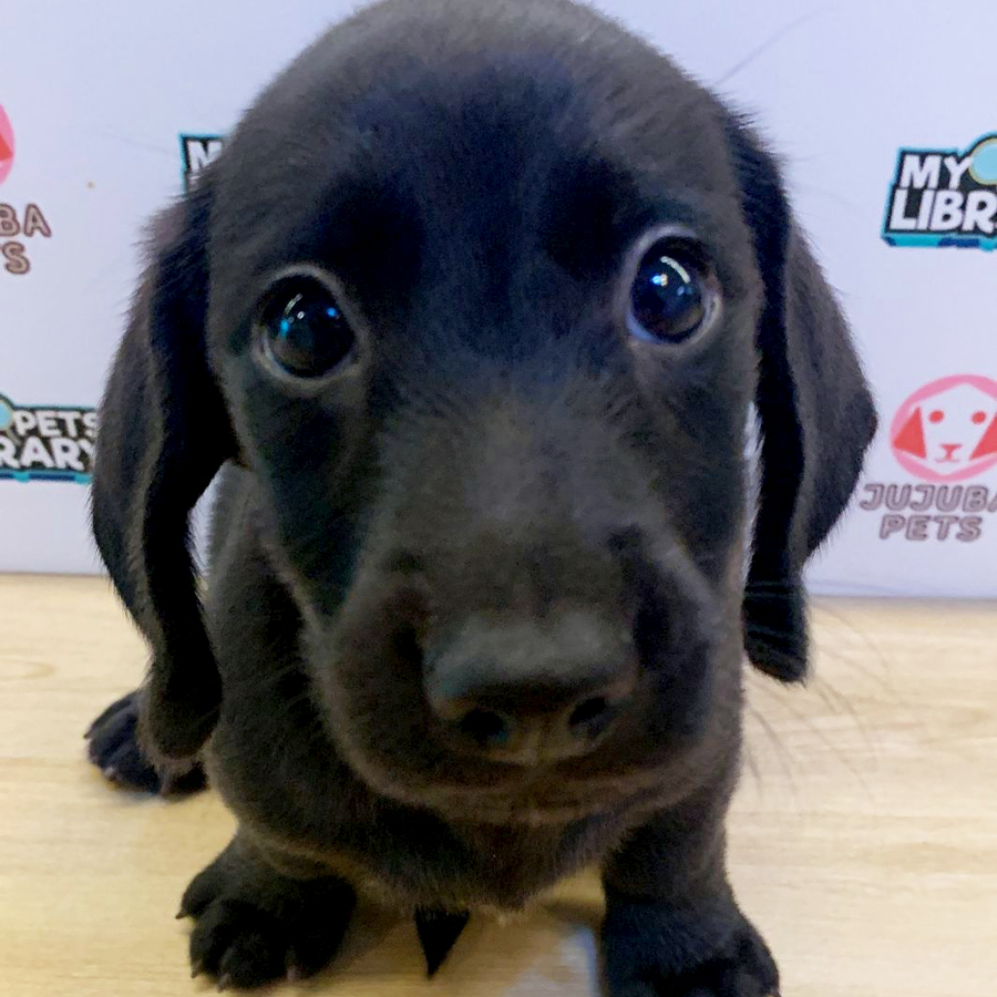 Dachshund Puppy (Female) For Sale