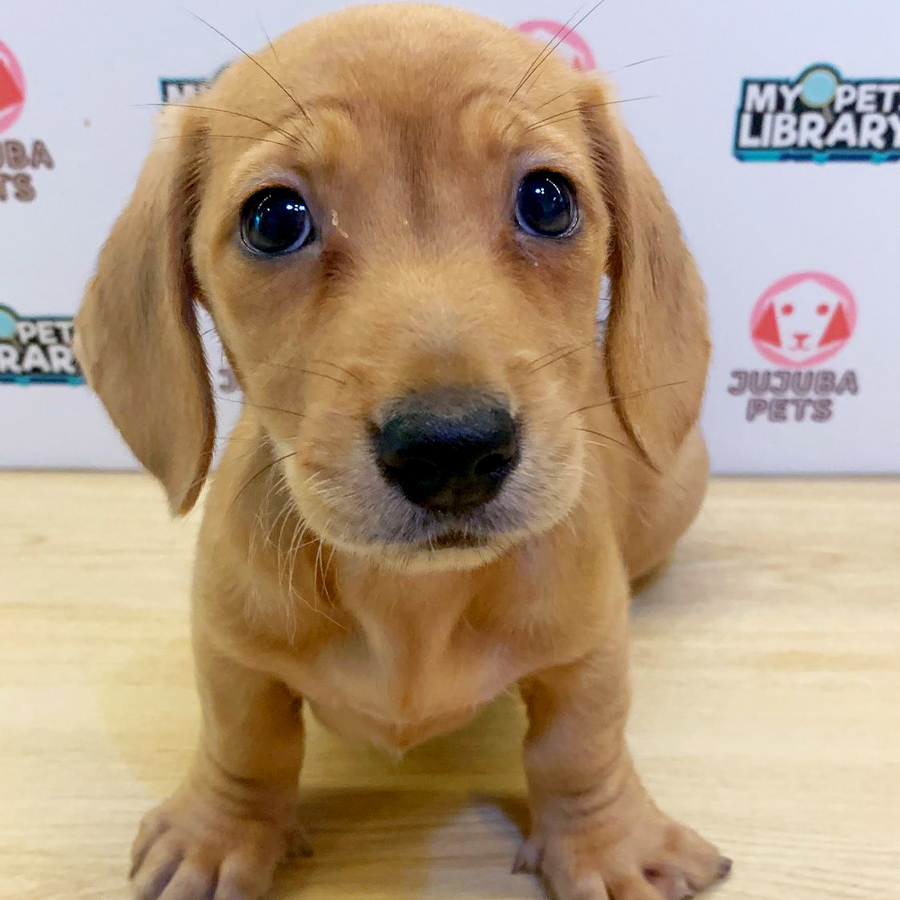 Dachshund Puppy (Female) For Sale