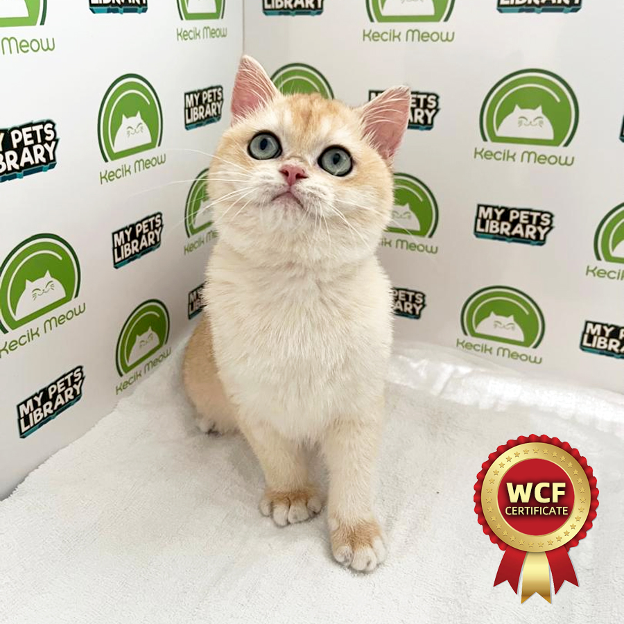 WCF British Shorthair Kitten (Female) For Sale