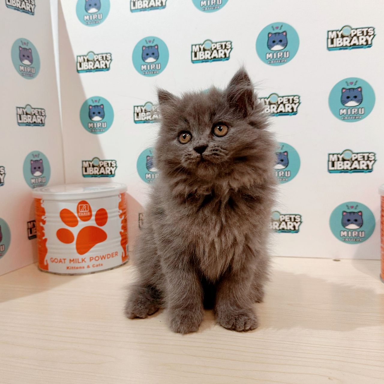Scottishstraight Kitten (Female) For Sale