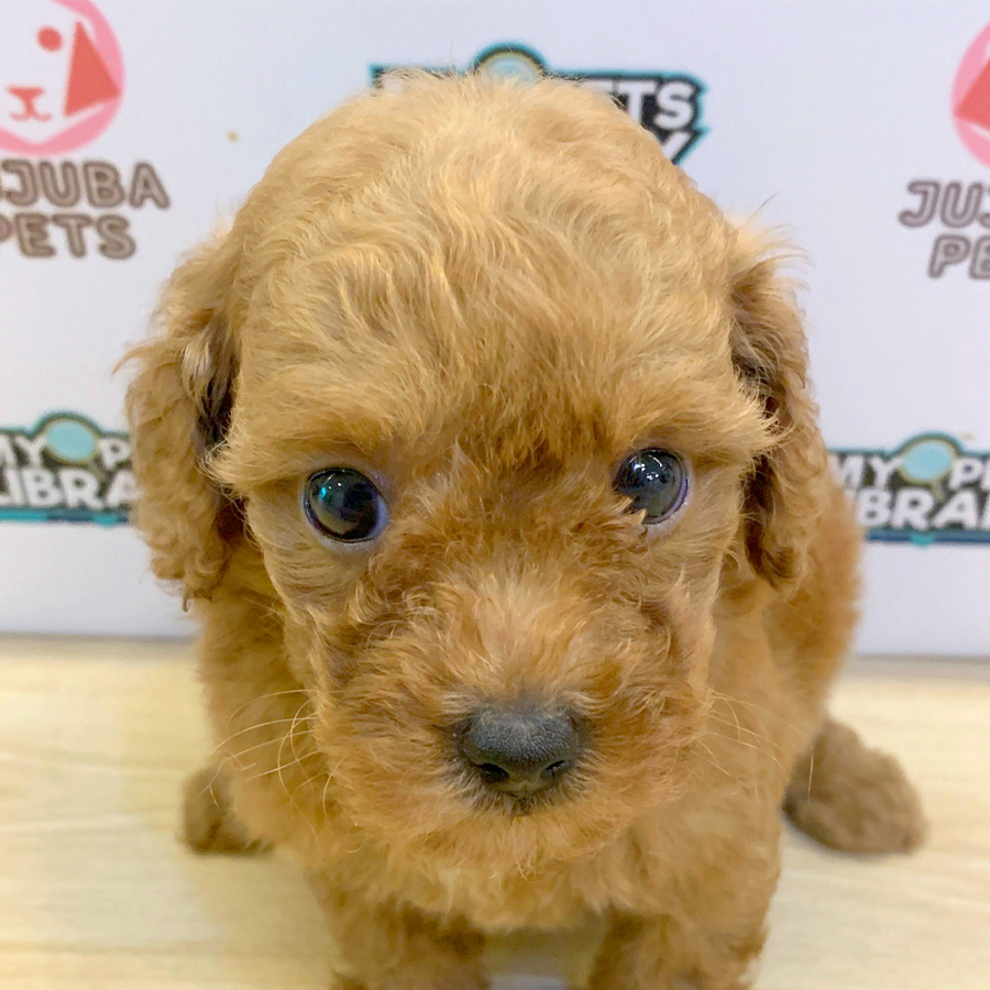 Toy Poodle Puppy (Female) For Sale