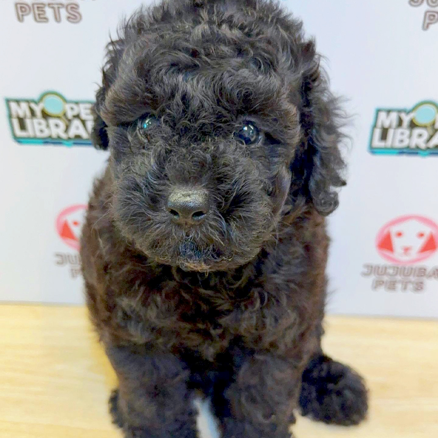 Toy Poodle Puppy (Male) For Sale
