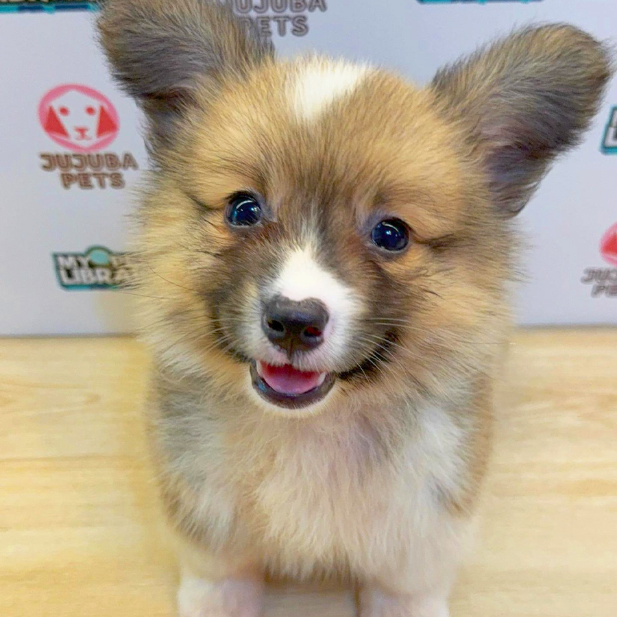 Long Coat Welsh Corgi Puppy (Male) For Sale