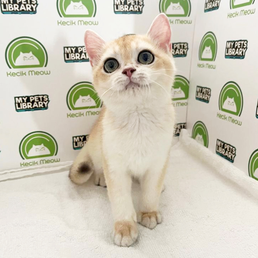British Shorthair Kitten (Female) For Sale