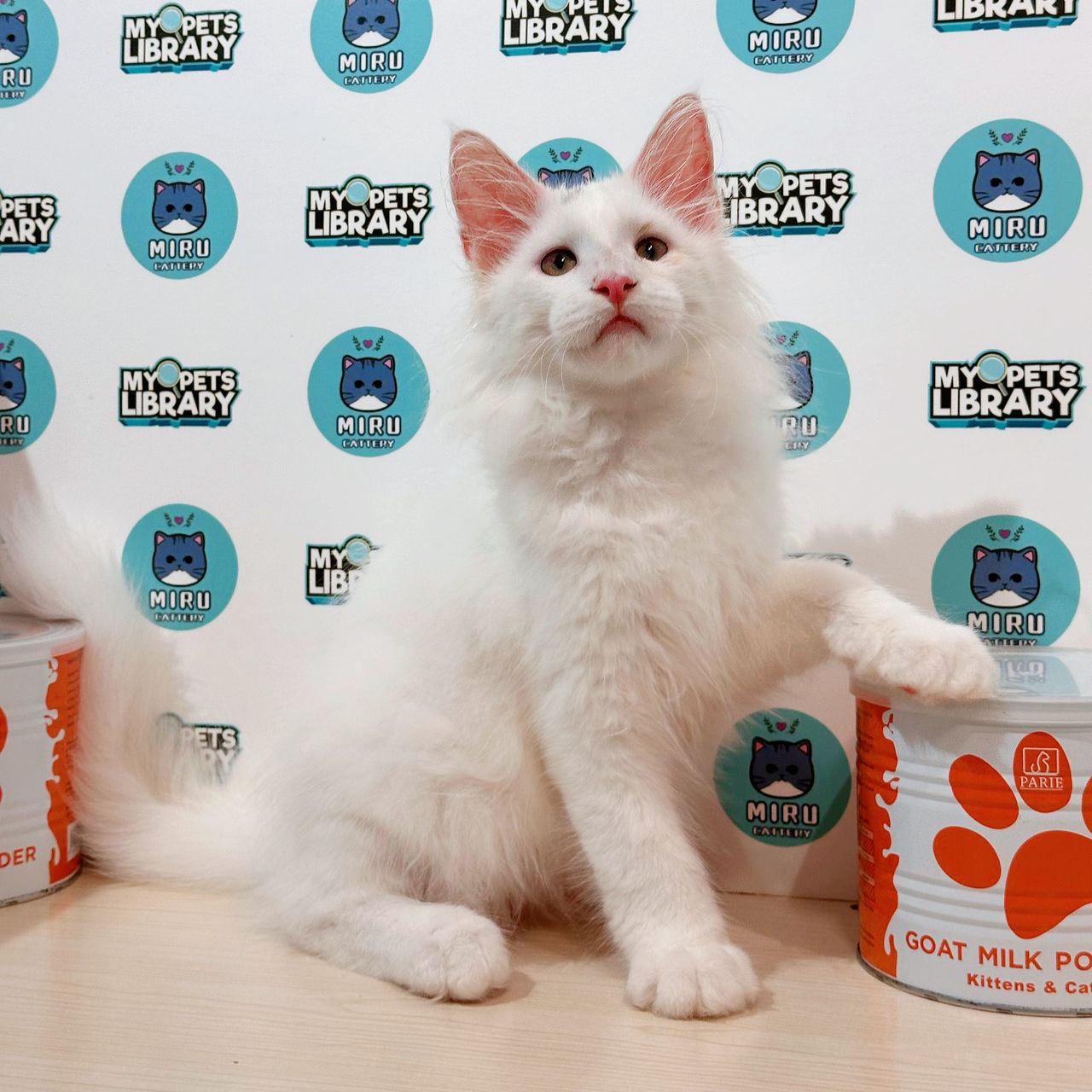 Maine Coon Kitten (Male) For Sale