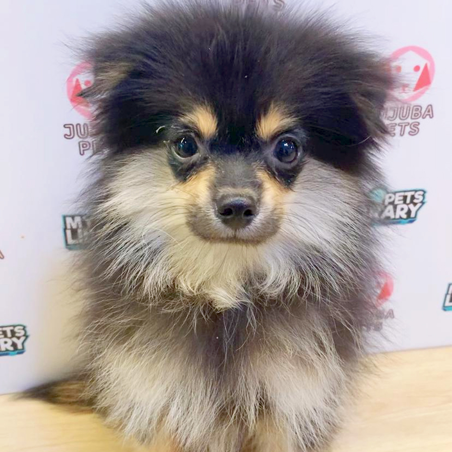 Pomeranian Puppy (Male) For Sale